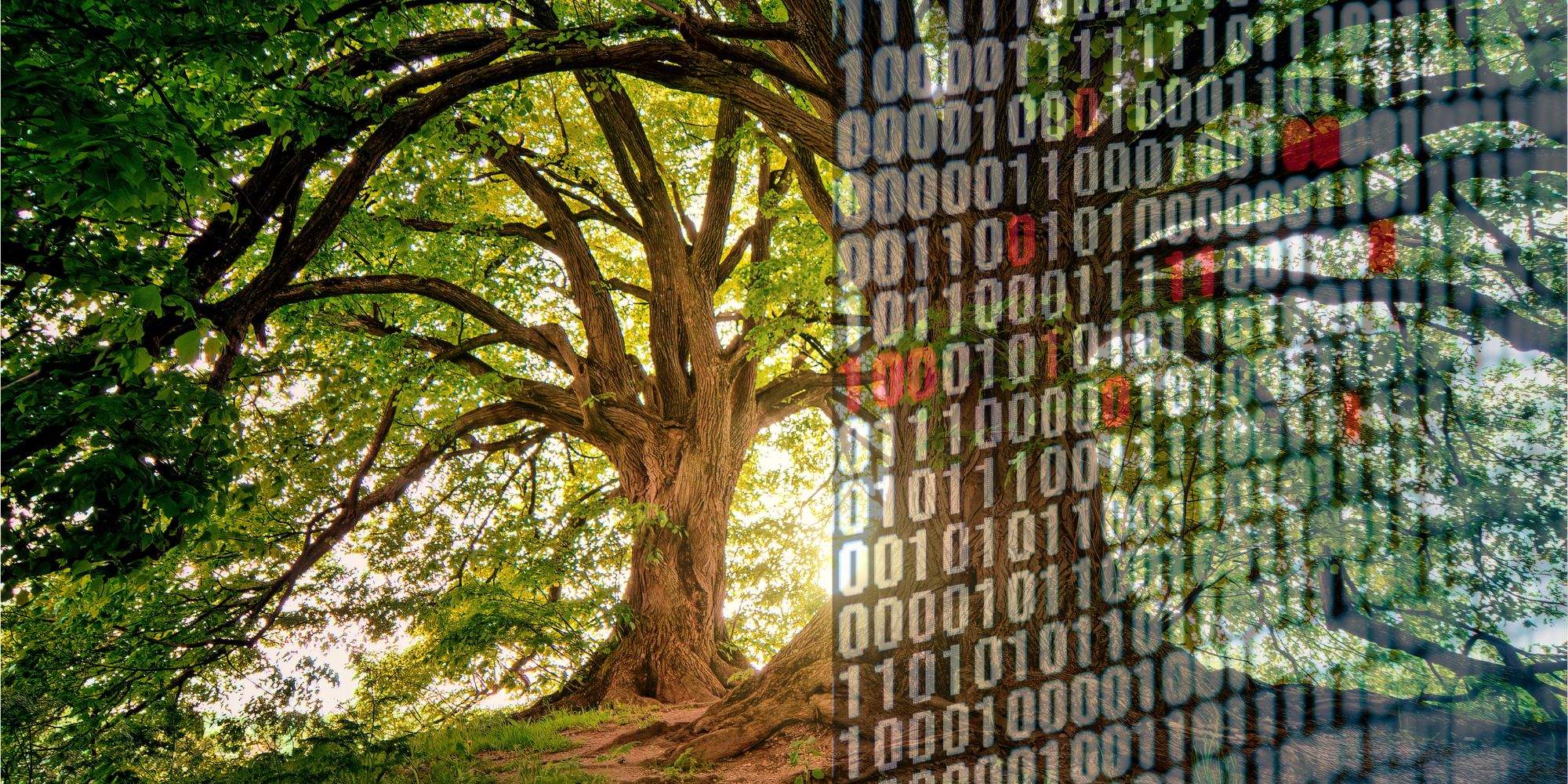 Read more about the article Internationaler Tag des Waldes: Digitalisierung trifft Nachhaltigkeit mit Bits & Bäume