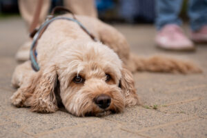 Curly; Foto: Andreas Wetzel