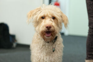 Levi; Foto: Andreas Wetzel